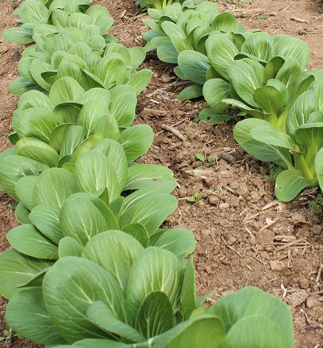 小白菜種植基地