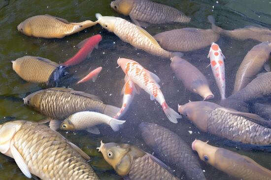 南浦鯉魚(yú)