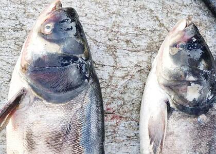 配送新鮮鰱魚(yú)